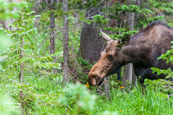 Moose - Rocky Mountain National Park - 2016