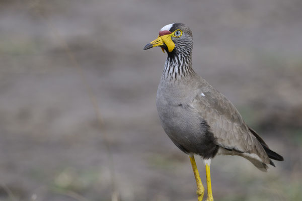 Senegalkiebitz / African wattled lapwing (Vanellus senegallus)