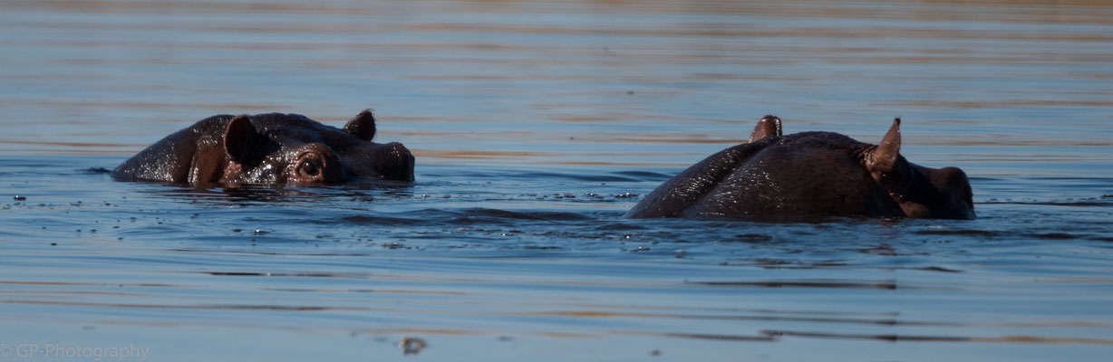 Hippopotamus, near Kwara Lodge, Okawango Delta, Botswana 2015