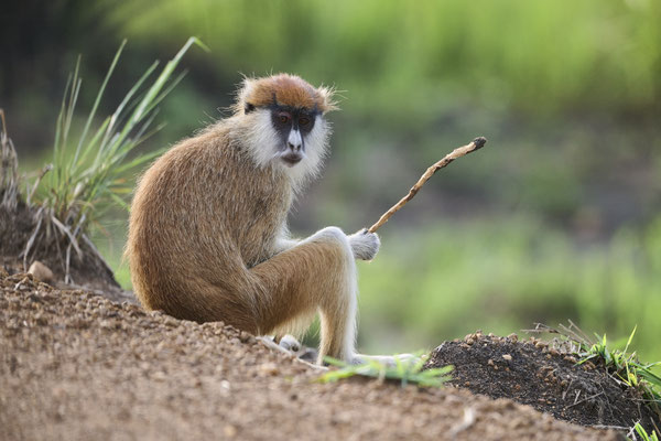 Husarenaffe / Common patas monkey (Erythrocebus patas)