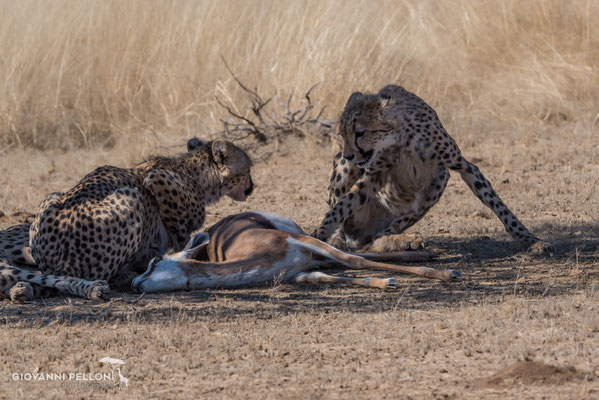 Two cheetahs with a killed springbok (Zwei Geparde mit einem erlegten Springbock)