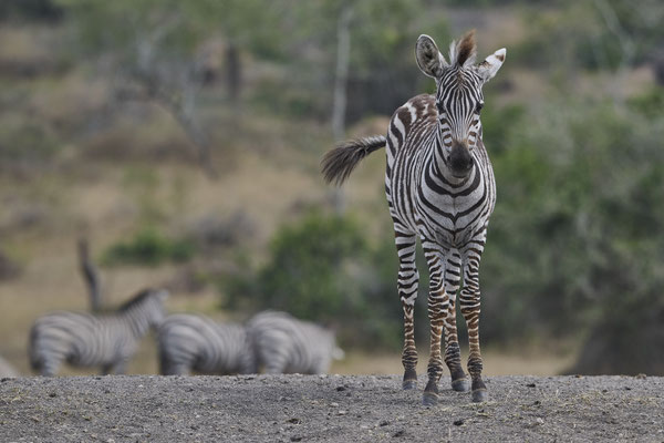Zebras (Hippotigris) 