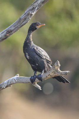Riedscharbe oder Langschwanzkormoran / Reed cormorant or long-tailed cormorant (Microcarbo africanus