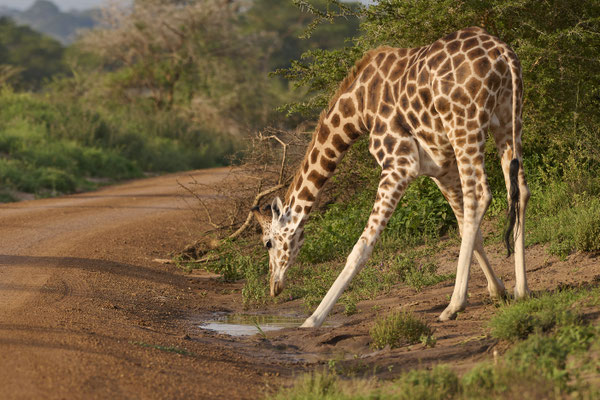 Nord-Giraffe / Northern giraffe (Giraffa camelopardalis)