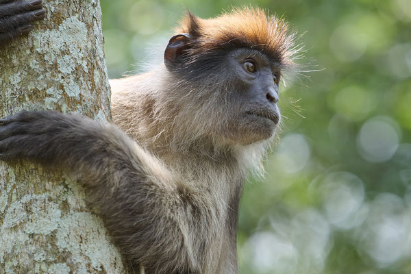 Uganda-Stummelaffe / Ugandan red colobus  (Piliocolobus tephrosceles)