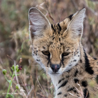 Serval