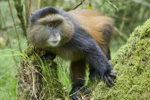 Goldmeerkatze / Golden monkey (Cercopithecus mitis kandti)
