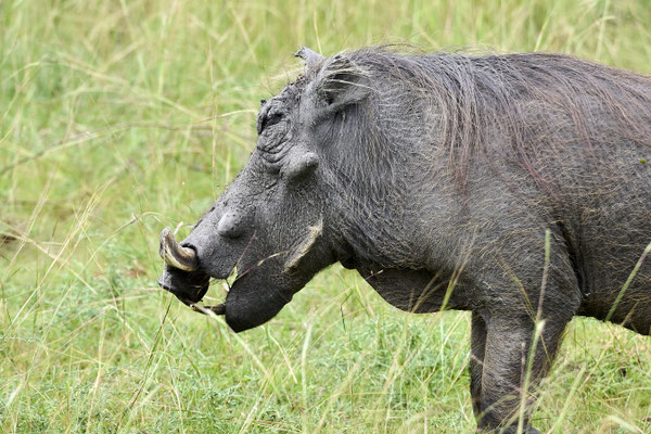 Warzenschwein / common warthog (Phacochoerus africanus)