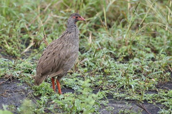 Rotkehlfrankolin / Red-necked francolin (Pternistis afer)