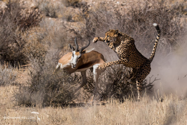 Cheetah attacking a springbck (Gepard jagt einen Springbock) - Photo by Luca Müller