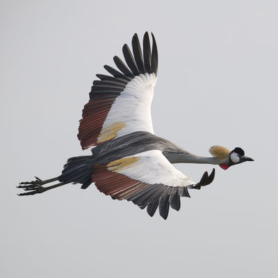 Südafrika-Kronenkranich / Grey crowned crane (Balearicina regulorum)