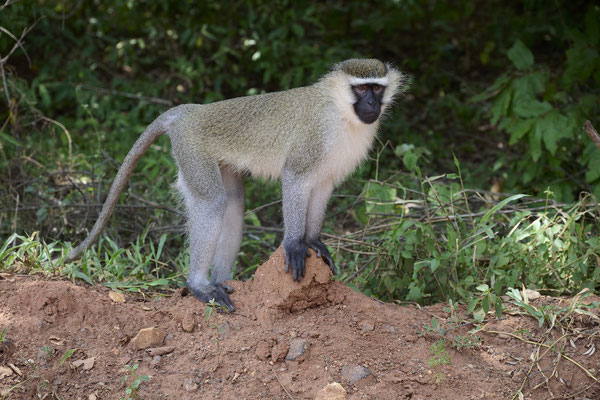 Grüne Meerkatze / Vervet monkey (Chlorocebus)