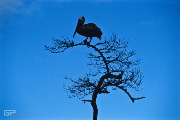 Brown Pelican - Galapagos, Ecuador - 1995