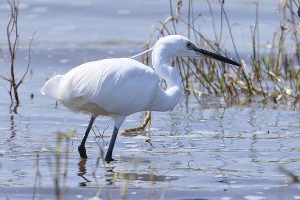 Seidenreiher / Little egret (Egretta garzetta)