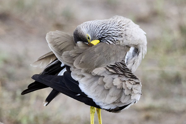 Senegalkiebitz / African wattled lapwing (Vanellus senegallus)