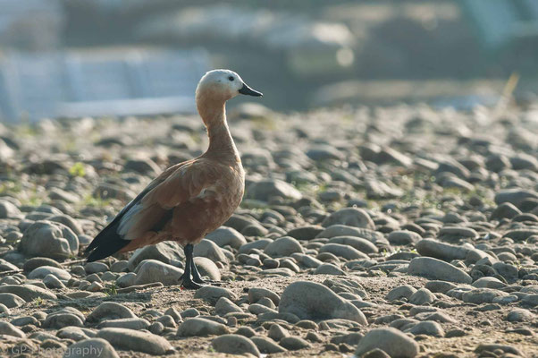 Ruddy shelduck (Rostgans), Chitwan National Park, Nepal, 2013