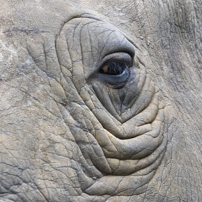 Breitmaulnashorn / White rhinoceros (Ceratotherium simum)