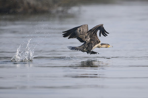 Afrika-Schlangenhalsvogel / African darter or snakebird (Anhinga rufa) 