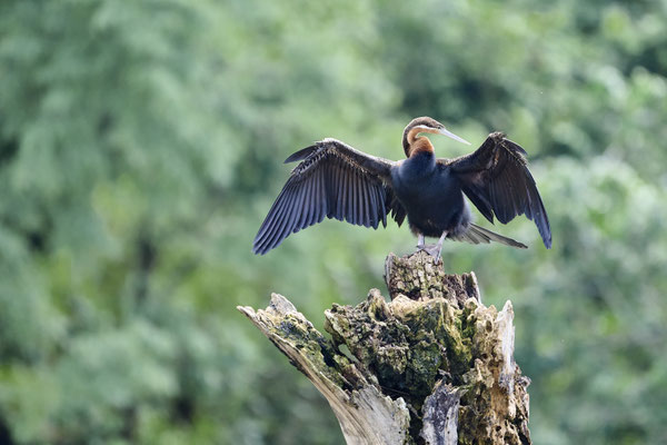 Afrika-Schlangenhalsvogel /African darter or snakebird (Anhinga rufa) 