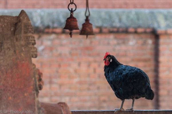 Panauti, Nepal, 2013