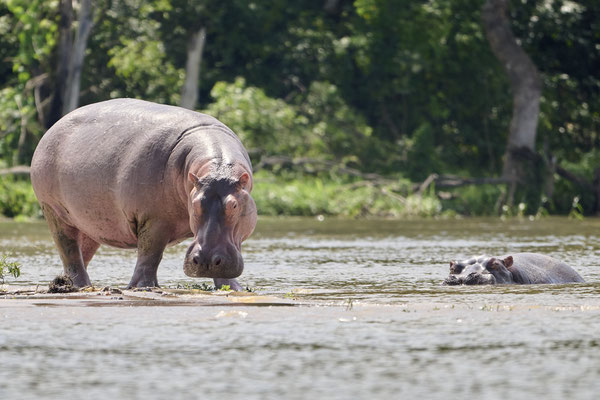 Flusspferd / Hippopotamus  (Hippopotamus amphibius)