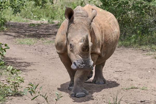 Breitmaulnashorn / White rhinoceros (Ceratotherium simum)