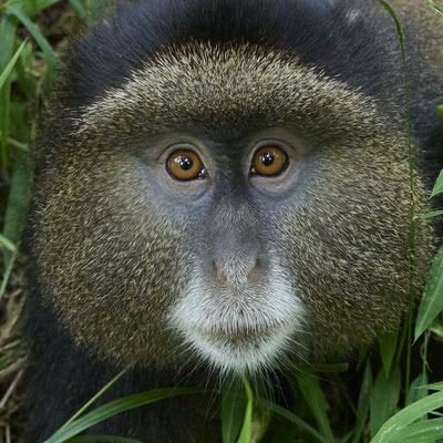Goldmeerkatze / Golden monkey (Cercopithecus mitis kandti)