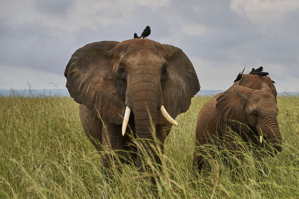 Afrikanische Savannen-Elefant / African savanna elephant (Loxodonta africana)