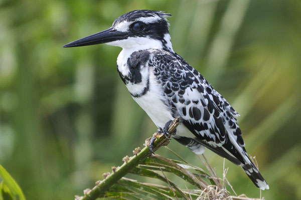 Graufischer / Pied kingfisher (Ceryle rudis)