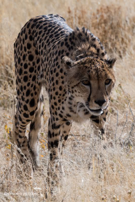 Cheetah (Gepard)