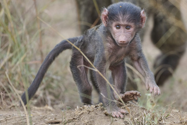 Pavian / Baboon (Papio)