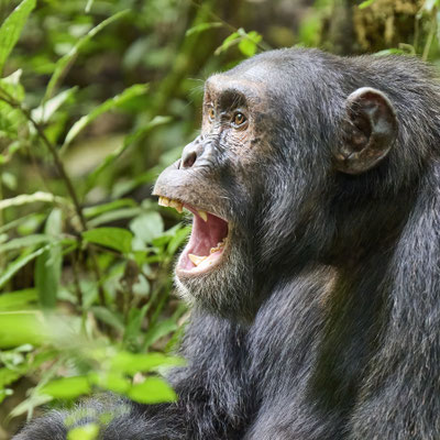 Schimpanse / Chimpanzee (Pan troglodytes)