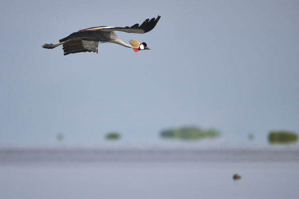 Südafrika-Kronenkranich / Grey crowned crane (Balearicina regulorum)