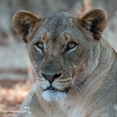 Female lion (Löwenweibchen)