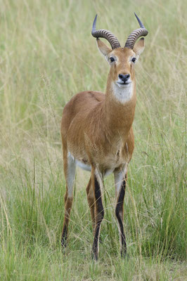 Uganda-Grasantilope / Ugandan kob (Kobus kob thomasi)