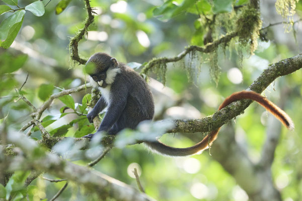 Rotschwanzmeerkatze oder Kongo-Weißnasenmeerkatze / Red-tailed monkey (Cercopithecus ascanius)