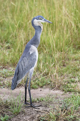 Schwarzhalsreiher / Black-headed heron (Ardea melanocephala)