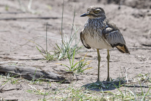 Wassertriel / Water thick-knee or water dikkop (Burhinus vermiculatus)