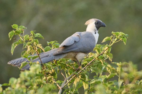 Nacktkehl-Lärmvogel / Bare-faced go-away-bird (Crinifer personatus