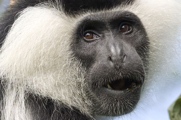 Mantelaffe oder Guereza / Mantled guereza (Colobus guereza)