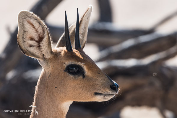 Steenbok (Steinböckchen)