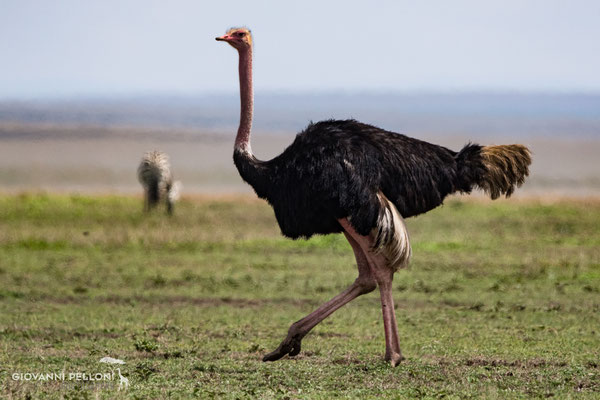 Ostrich (Strauss)