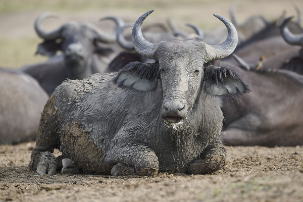 Afrikanischer Büffel / Cape buffalo (Syncerus caffer)