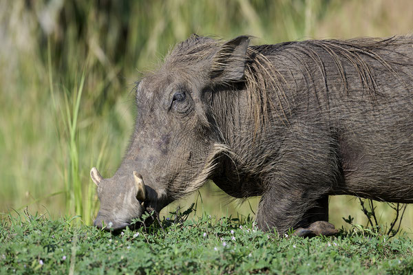 Warzenschwein / Common warthog (Phacochoerus africanus)