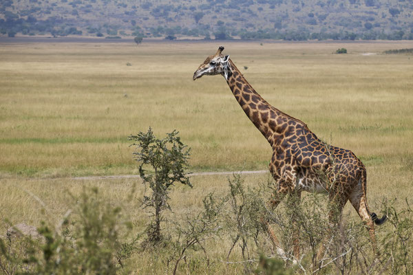 Massai-Giraffe /Masai giraffe (Giraffa tippelskirchi)