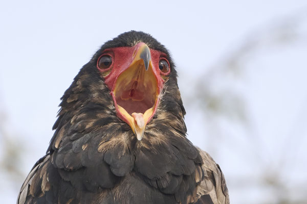Gaukler / Bateleur (Terathopius ecaudatus)