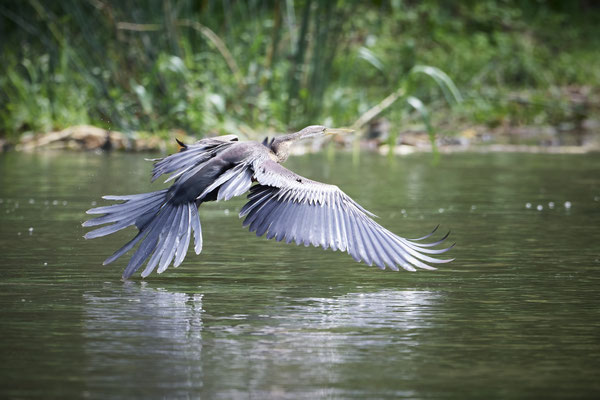 Afrika-Schlangenhalsvogel /African darter or snakebird (Anhinga rufa) 