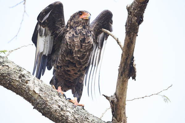 Gaukler / Bateleur (Terathopius ecaudatus)