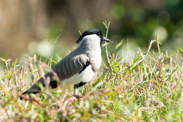 Chitwan National Park, Nepal, 2013