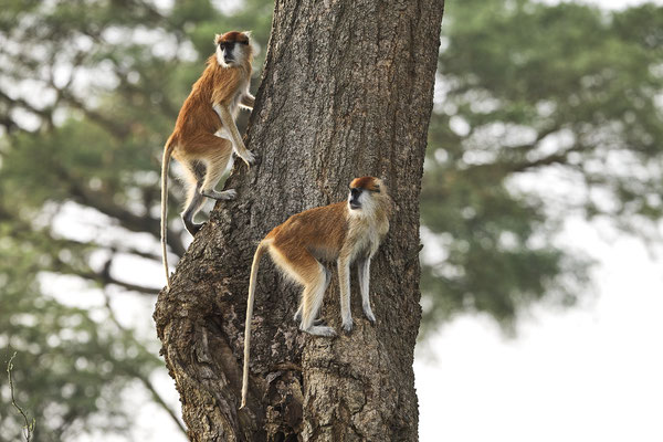 Husarenaffe / Common patas monkey (Erythrocebus patas)